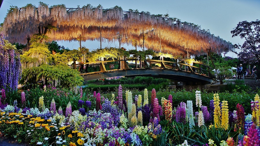 Ashikaga Flower Park
